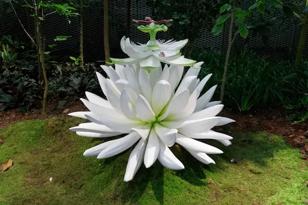 White flower